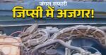 जंगल सफारी में जिप्सी के अंदर निकला विशाल अजगर, पर्यटकों की अटकी सांसें