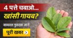 “4 पत्ते चबाओ… खांसी पल में गायब!”