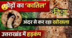 उत्तराखंड में एक कीड़े की वजह से हजारों पेड़ों को काटने की आई नौबत, जानिए क्या है यह मुसीबत